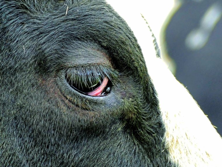 Коровьи глаза