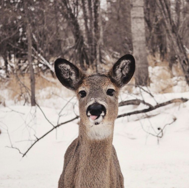 Silly животное