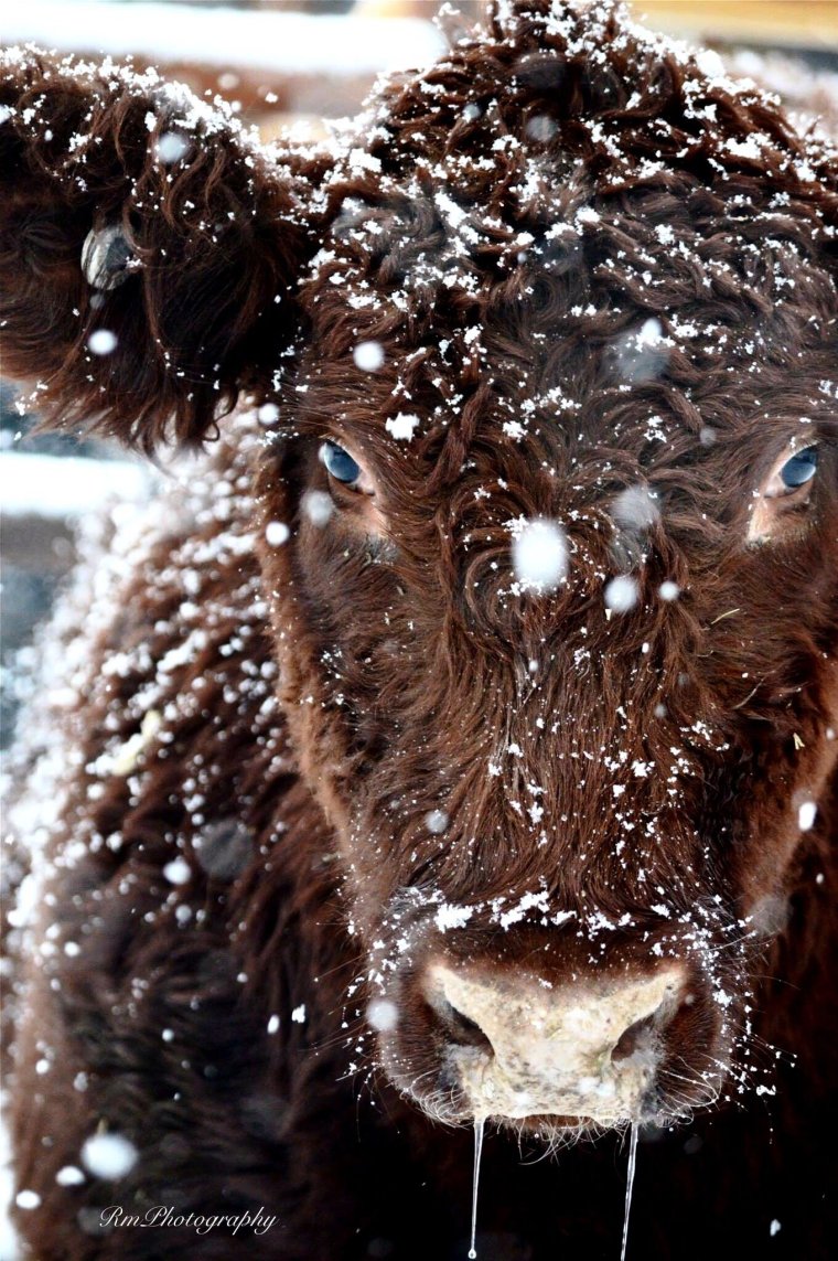 Теленок зима