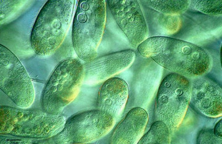 Protista царство