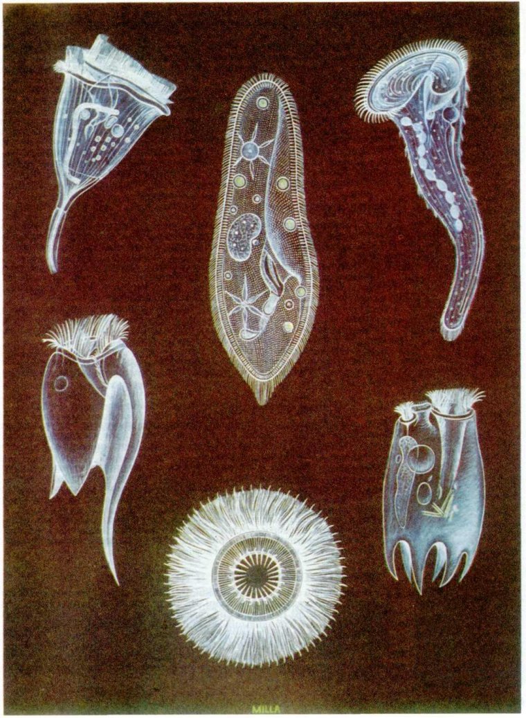 Одноклеточные инфузория туфелька