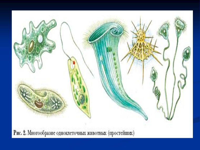 Одноклеточные животные