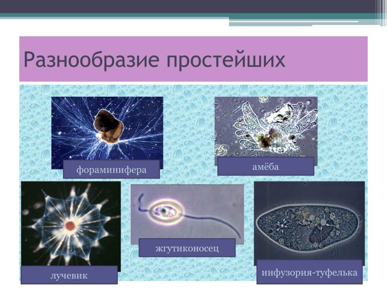 Разнообразие простейших