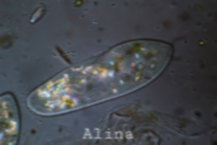 Одноклеточные инфузория туфелька