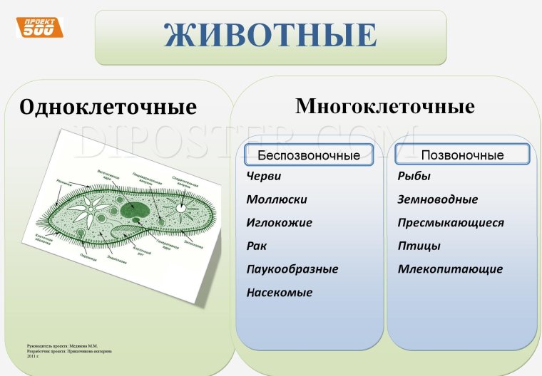 Одноклеточные и многоклеточные животные