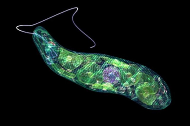 Лейшмании балантидии