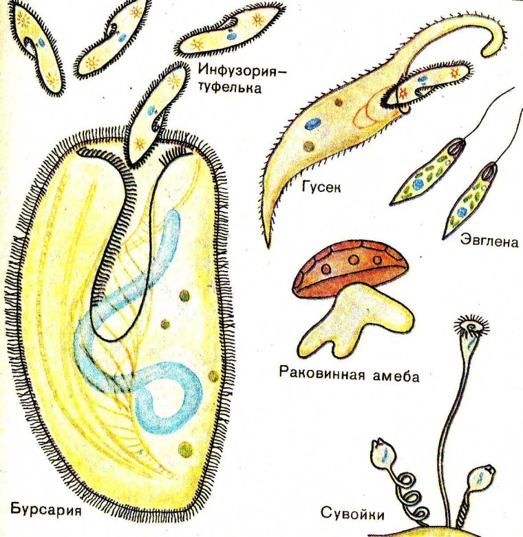 Одноклеточные животные