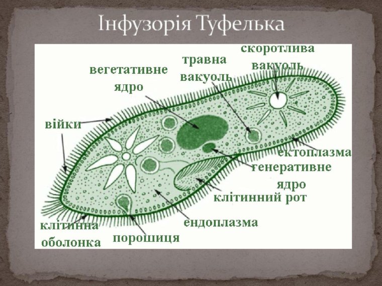 Строение клетки инфузории туфельки
