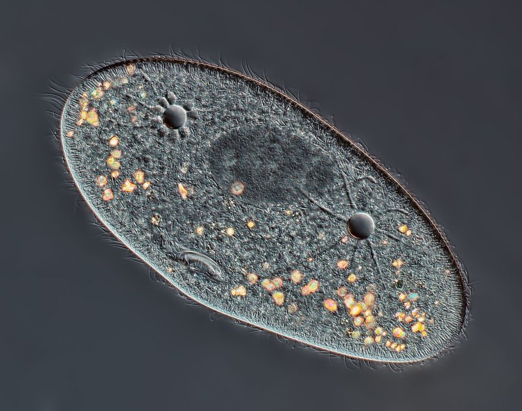 Инфузории Paramecium
