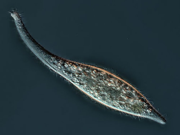 Инфузория Litonotus