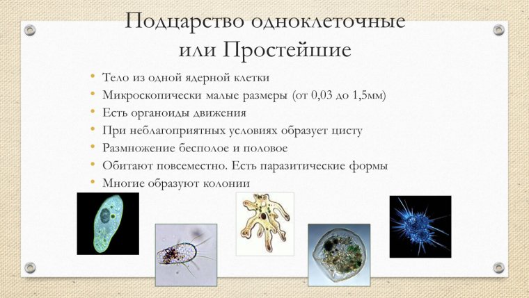 Одноклеточные простейшие характеристика