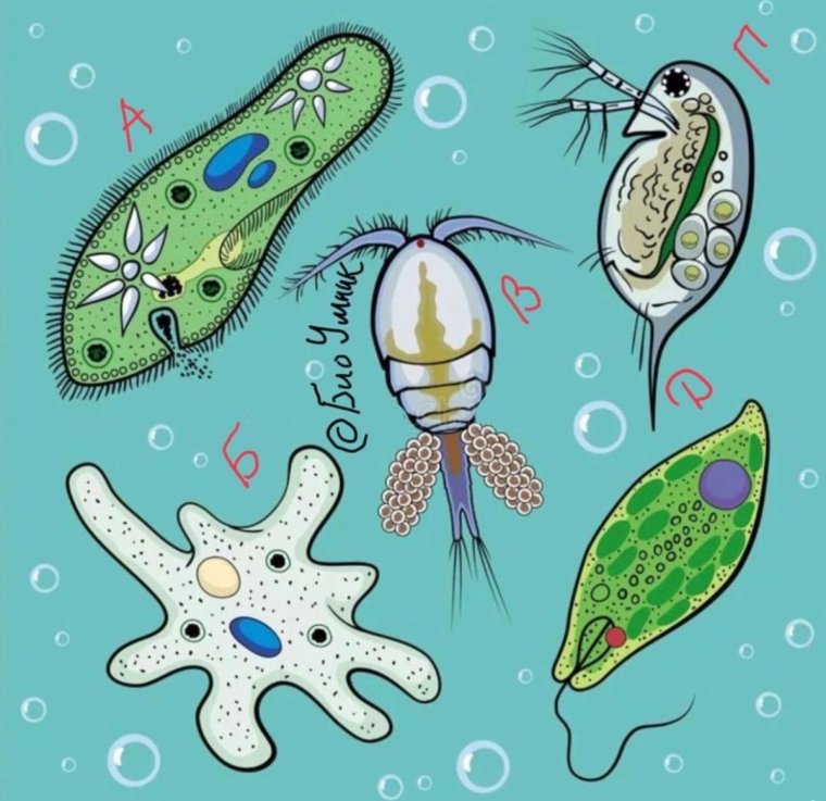 Простейшие организмы