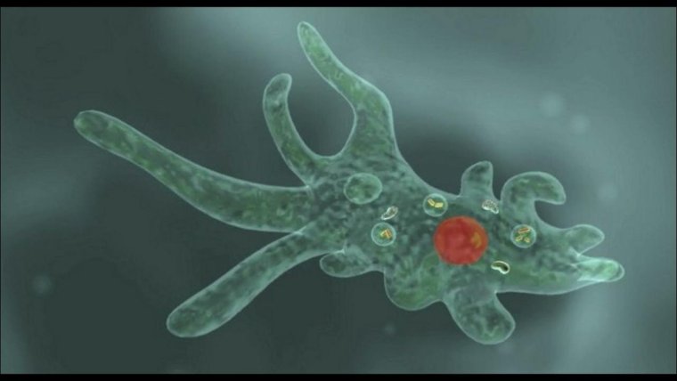 Амёба обыкновенная