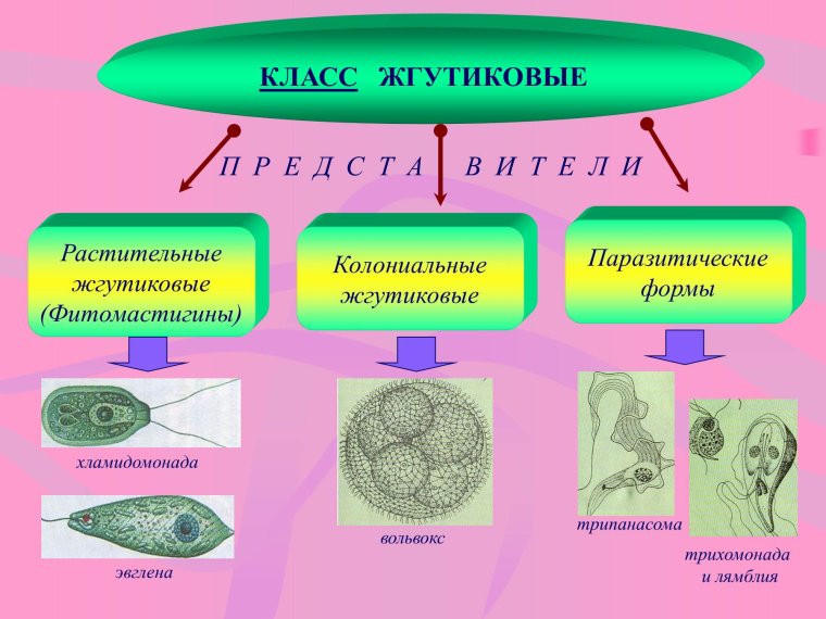 Классификация жгутиковых простейших