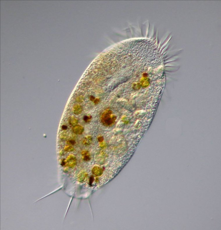 Стилонихия митилус