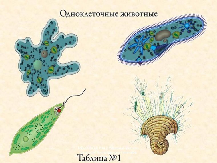 Многообразие одноклеточных организмов