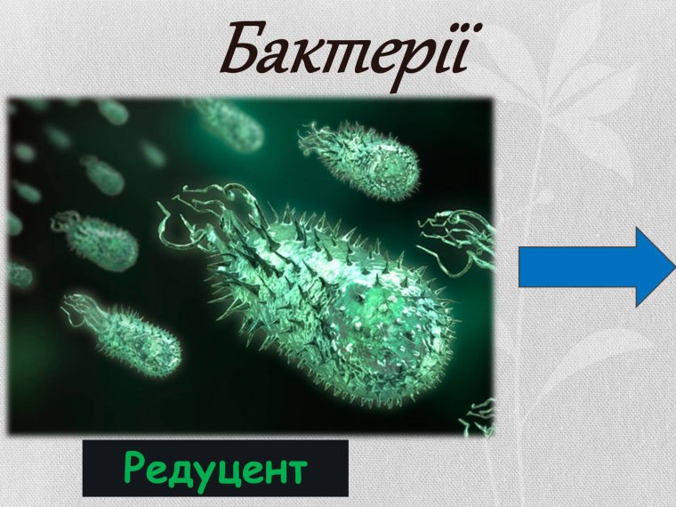 Shewanella oneidensis