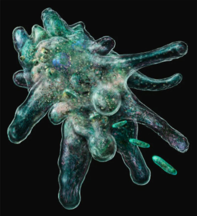 Амеба одноклеточная