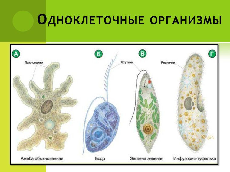 Простейшие одноклеточные амеба