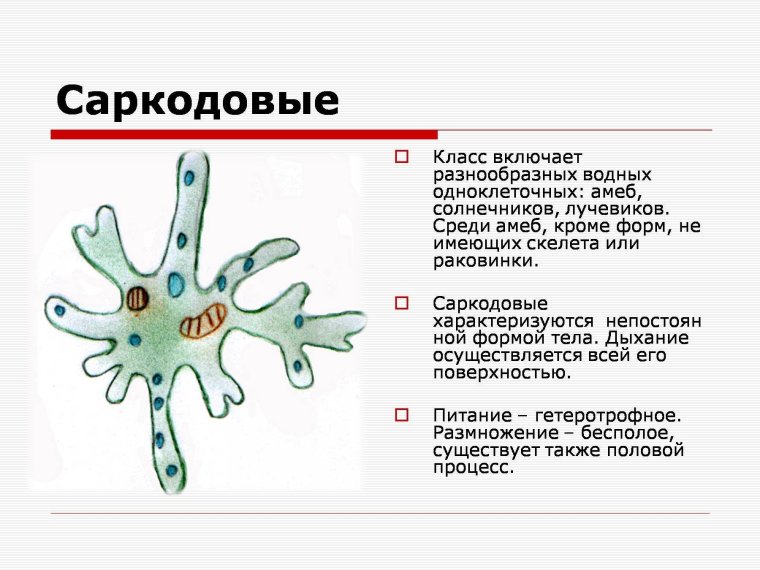 Класс Саркодовые Sarcodina
