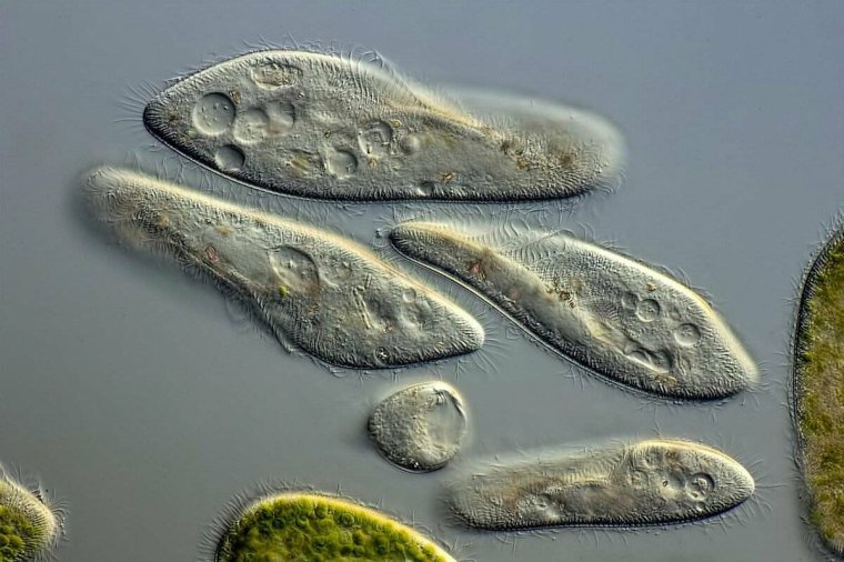 Инфузория туфелька Paramecium caudatum