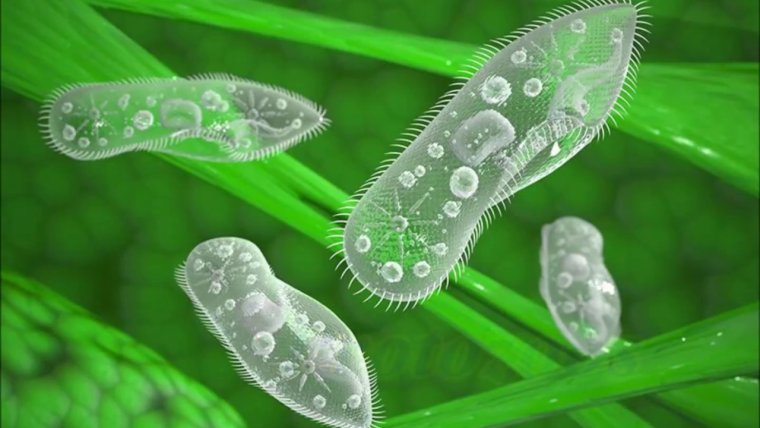 Микроб инфузория туфелька