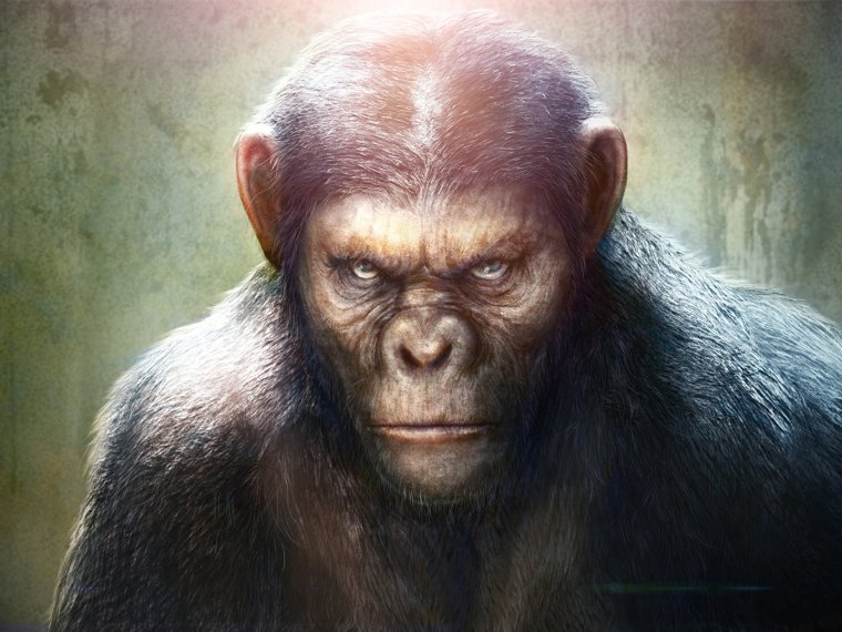 Аватарка обезьяны