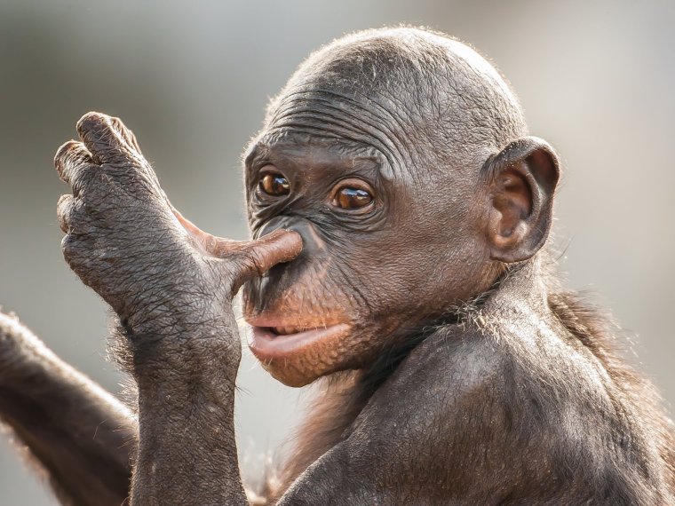 Эмоции обезьян