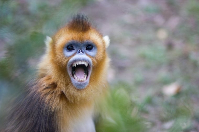 Бешеная обезьяна