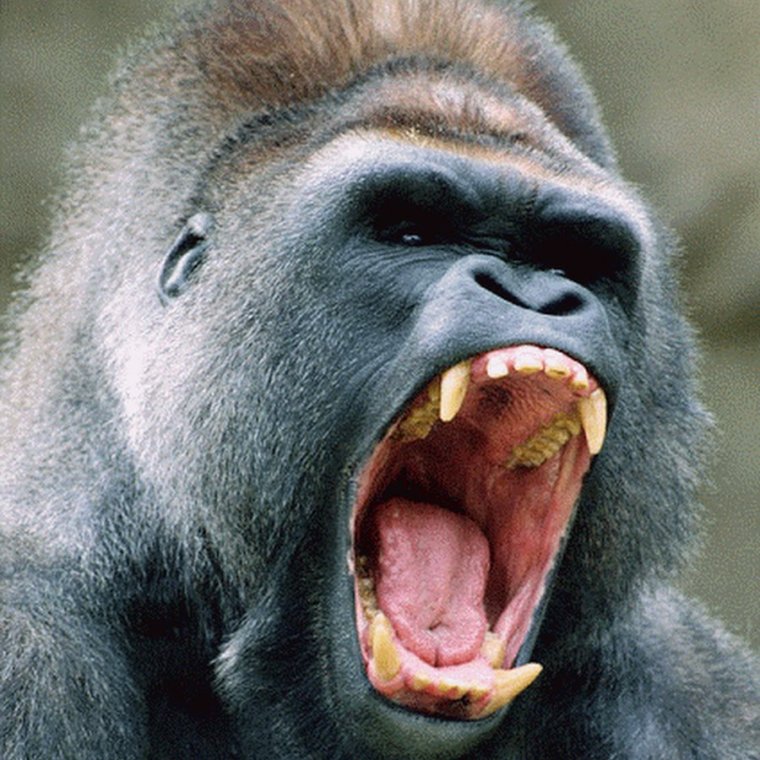 Злая горилла