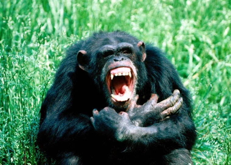 Злой шимпанзе