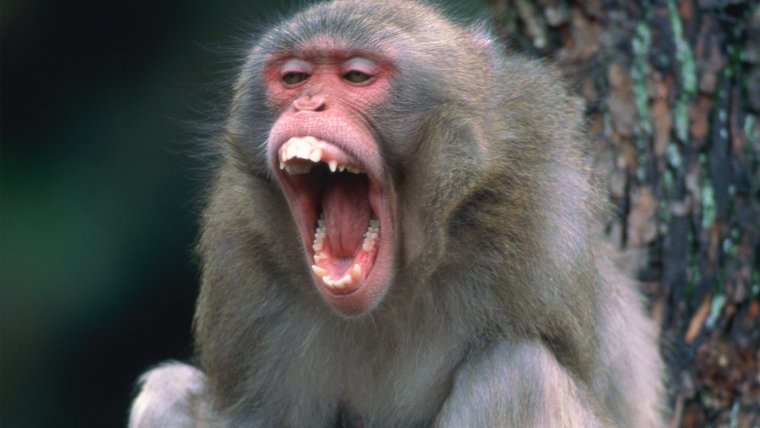 Обезьяна США