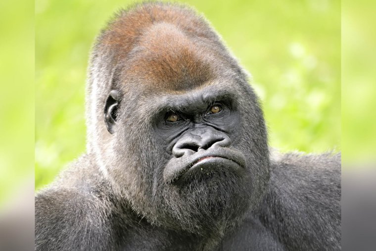 Злая горилла