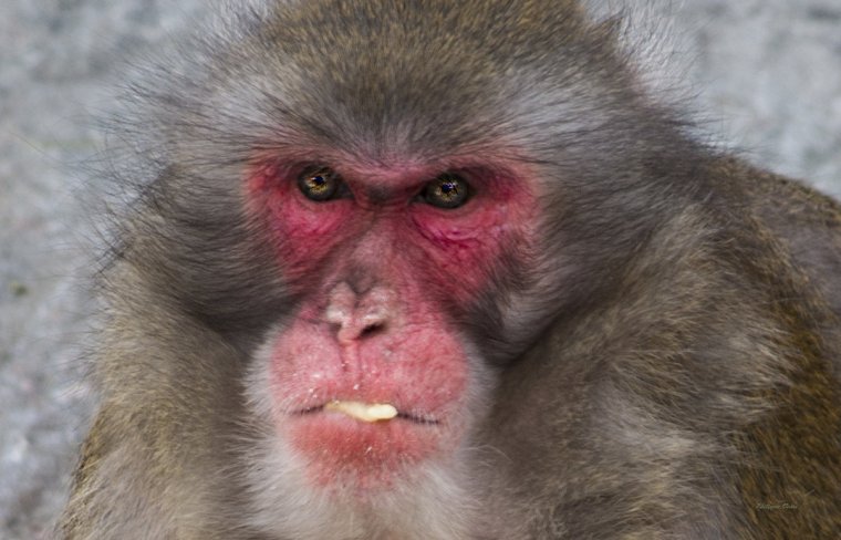 Злая обезьяна