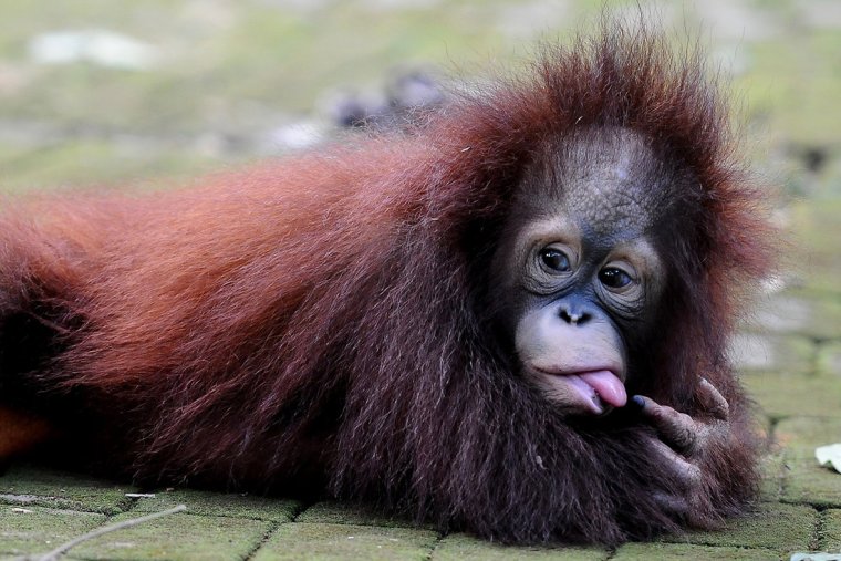 Большая страшная обезьяна