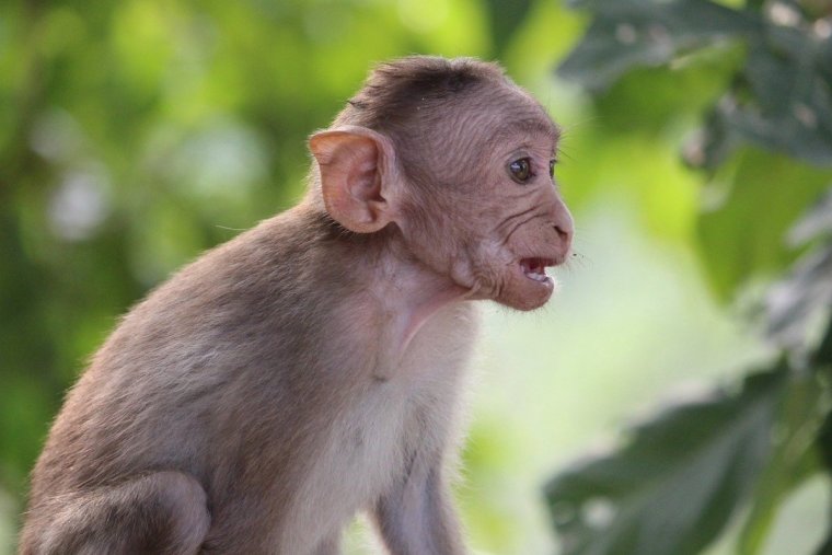 Бричес (обезьяна)