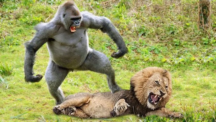 Бабуин и горилла