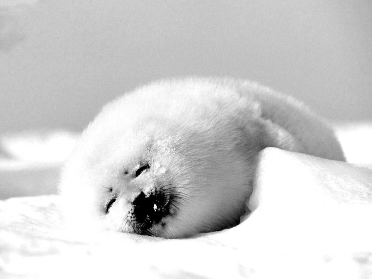 Гренландский тюлень
