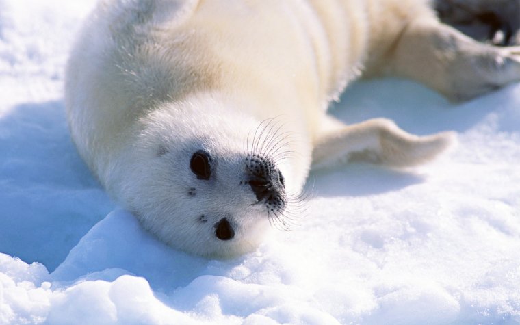 Белек тюлень