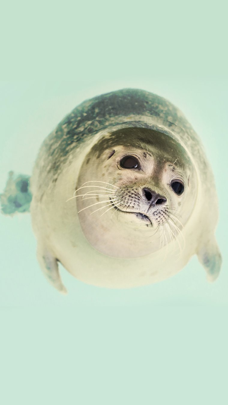 Морской котик