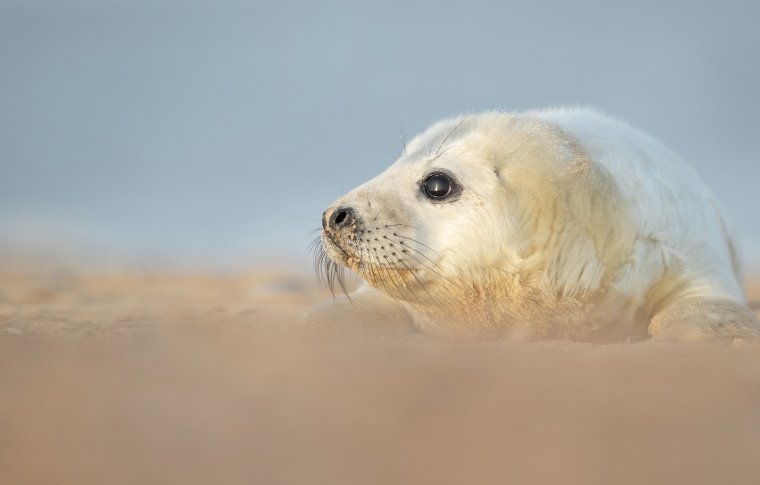Белый тюлень