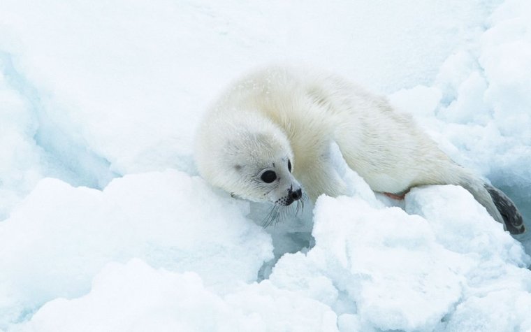 Белый тюлень белый