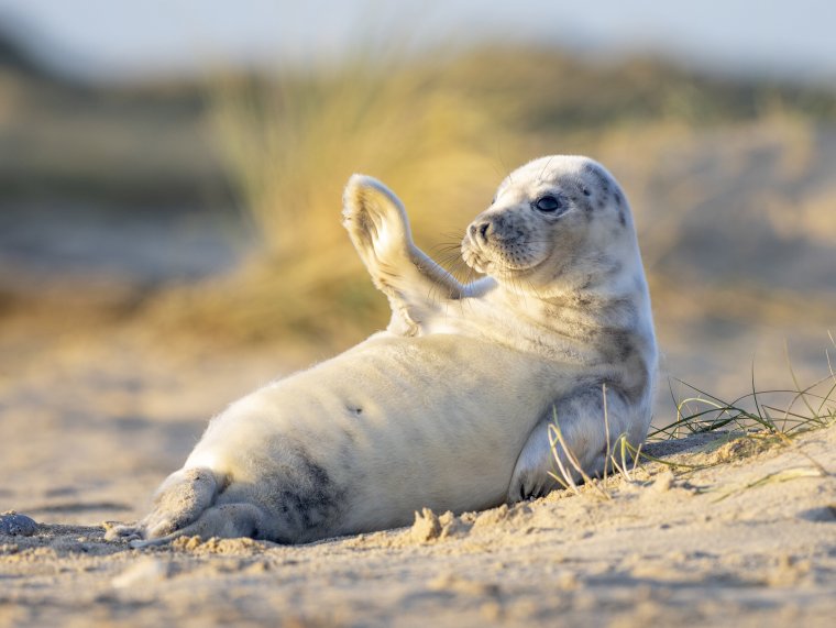Морской котик тюлень Нерпа