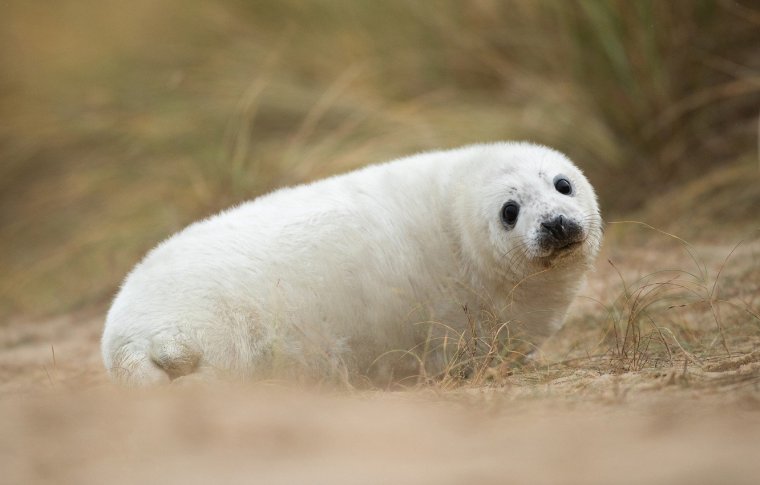 Милые тюлени