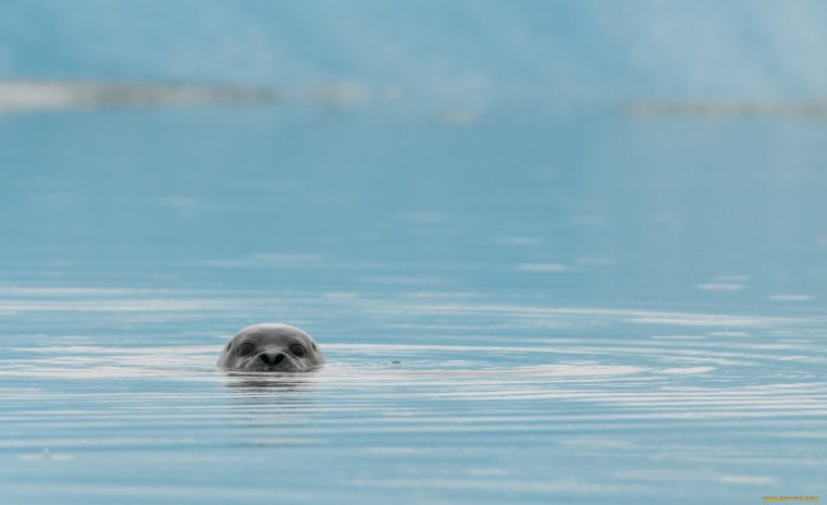 Нерпа из воды