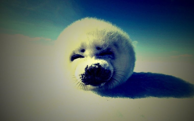 Морской котик обои