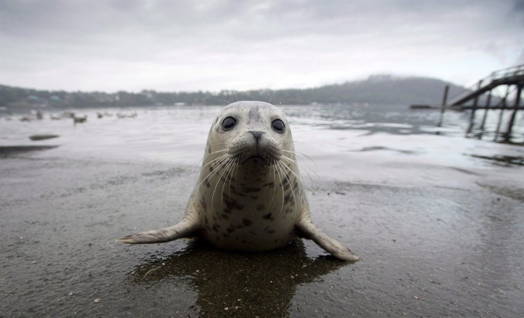 Тюлени в Балтийском море