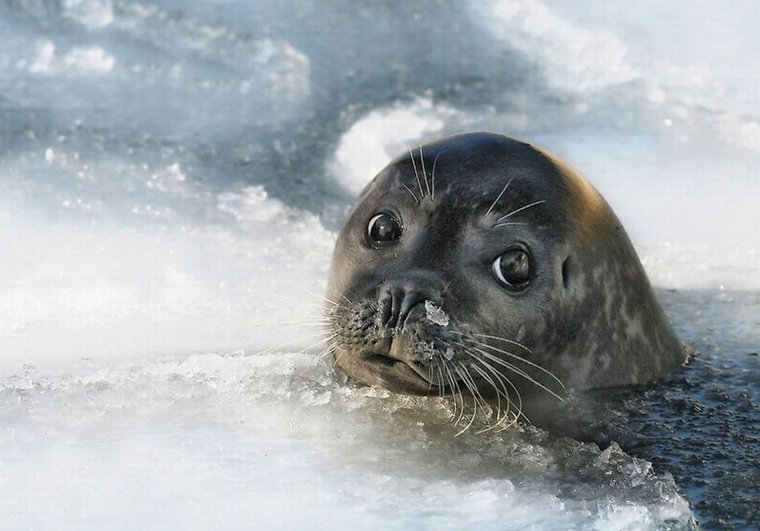Нерпа Балтийская Нерпа Байкальская