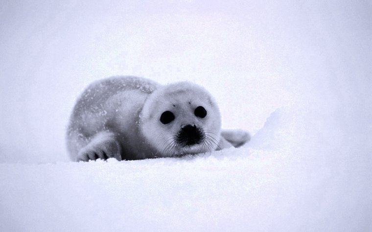 Гренландский тюлень под водой