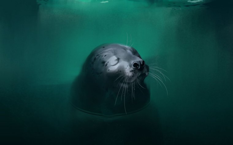 Морской котик обои на рабочий стол